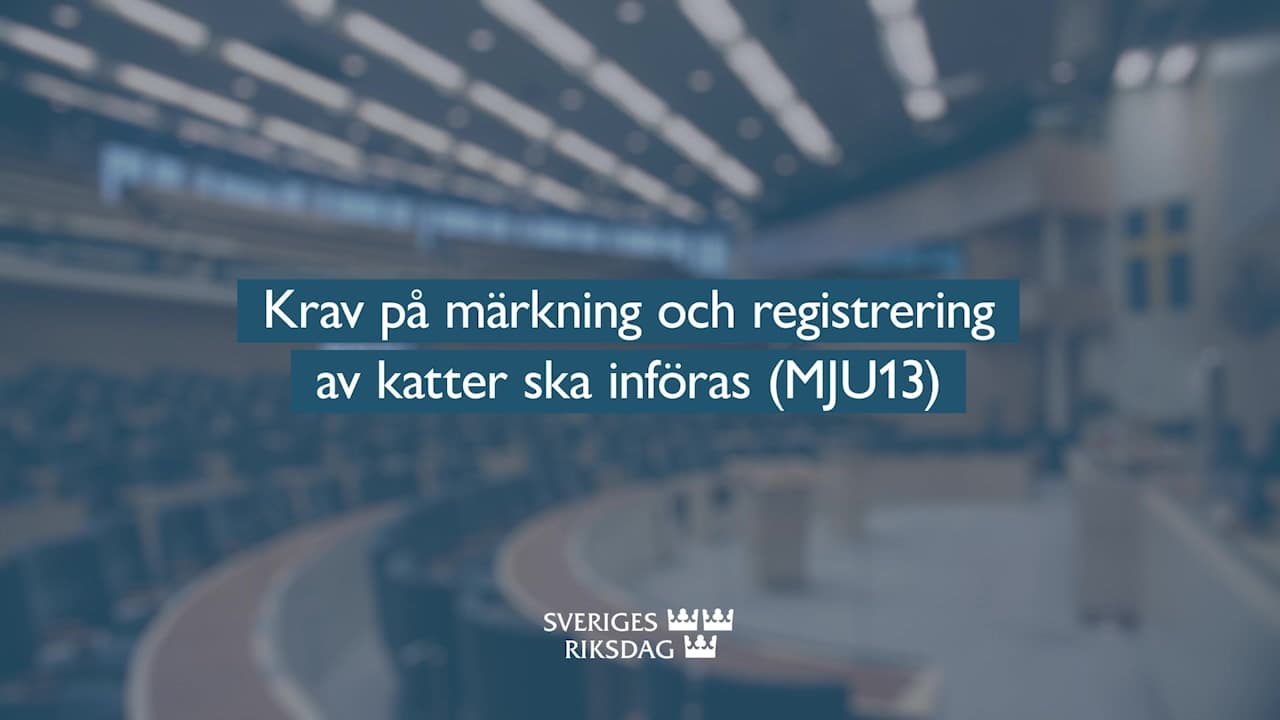 Stillbild från Beslut, Teckenspråkstolkat beslut: Krav på märkning och registrering av katter ska införas